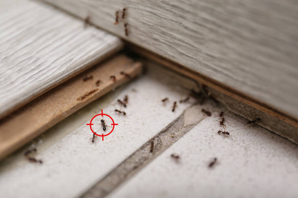 Best Termite Control Services  in Montgomery, OH